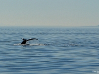17130RoCrLeShRe - Whale watching, Victoria.JPG